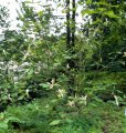 Botanická zahrada Bečov, 9.6.2025