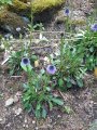 Botanická zahrada Bečov, 9.6.2025